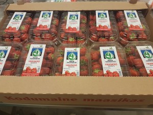 aranfarming-maasikakasvatus10
