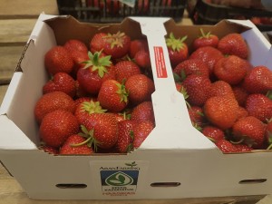 aranfarming-maasikakasvatus11