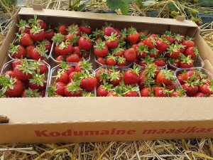 aranfarming-maasikakasvatus17