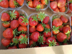aranfarming-maasikakasvatus18