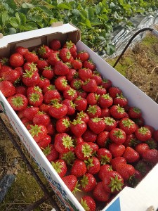 aranfarming-maasikakasvatus21
