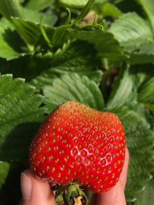 aranfarming-maasikakasvatus26