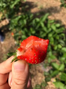 aranfarming-maasikakasvatus27