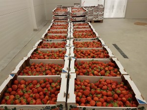 aranfarming-maasikakasvatus8